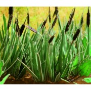 Ziterdes: Reed, 16 plants