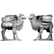 Asian Pack Camels