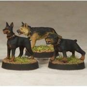 7TV - Attack Dogs
