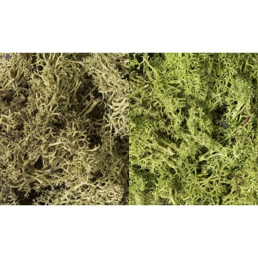 Woodland Scenics - Lichen Mix