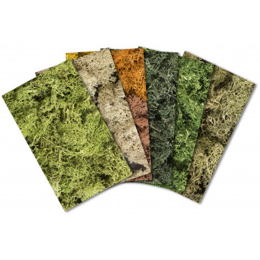 Boite de Woodland Scenics - Lichen