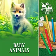 Wildlife Dice: Baby Animals