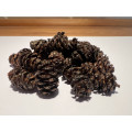 Cascadia - Jetons pomme de pin naturels 1