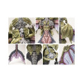 Conquest - Spires - Pteraphon 1