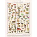 Puzzle - Mushrooms - 1000 pieces 1