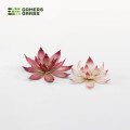 Laser Plants - Lotus Flower 0